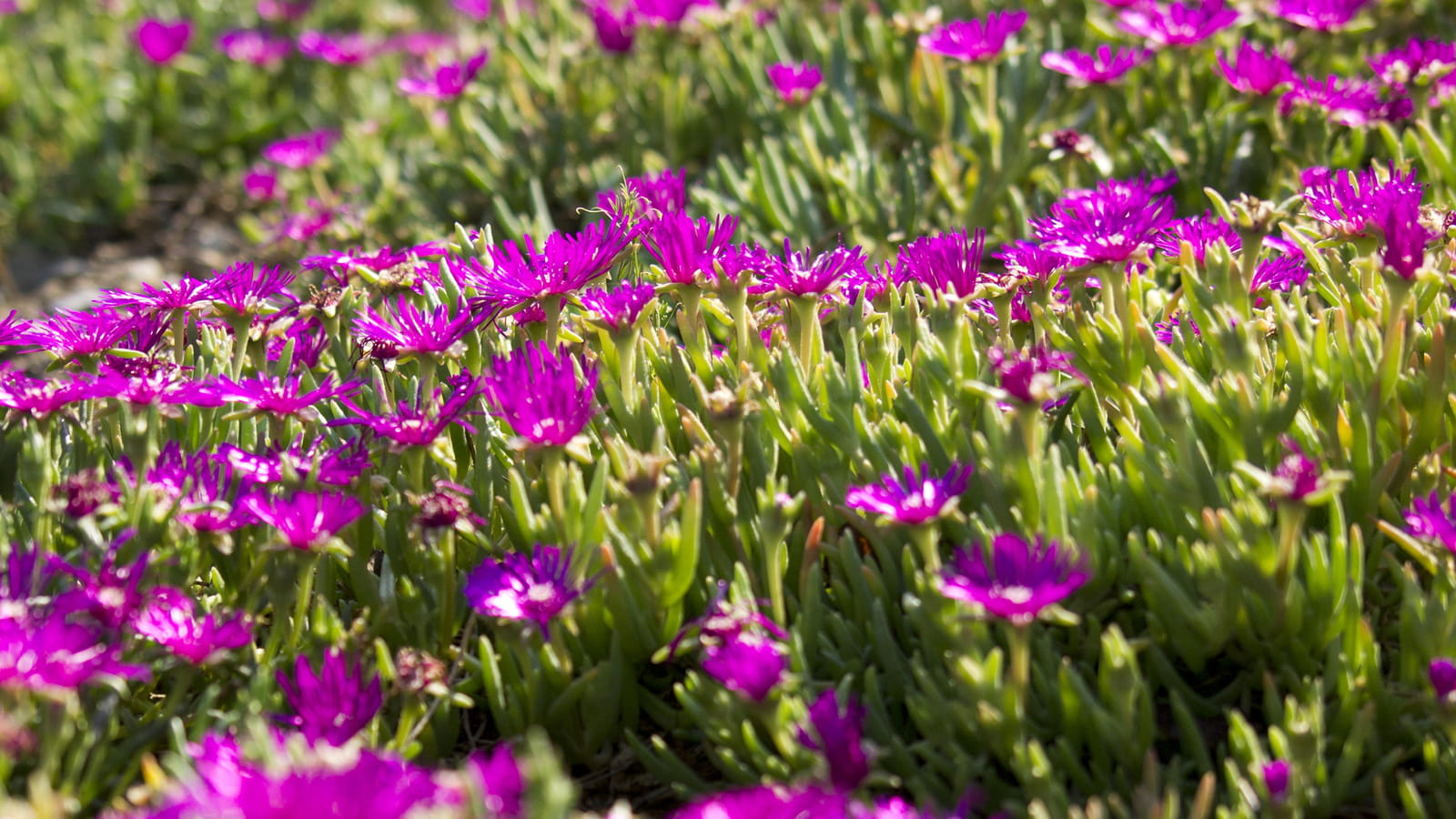 Delosperma cooperi
