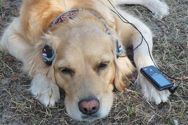 Chien m&eacute;lomane