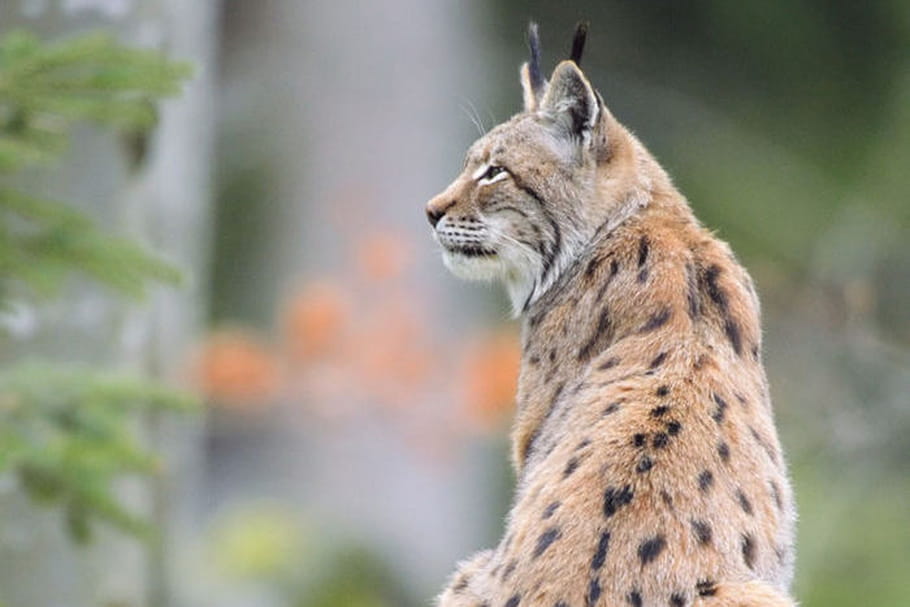 Parc animalier des Pyrénées : à chacun sa nature
