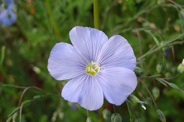 Une plante vivace originaire des Alpes