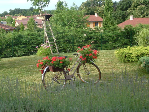 G&eacute;raniums &agrave; bicyclette