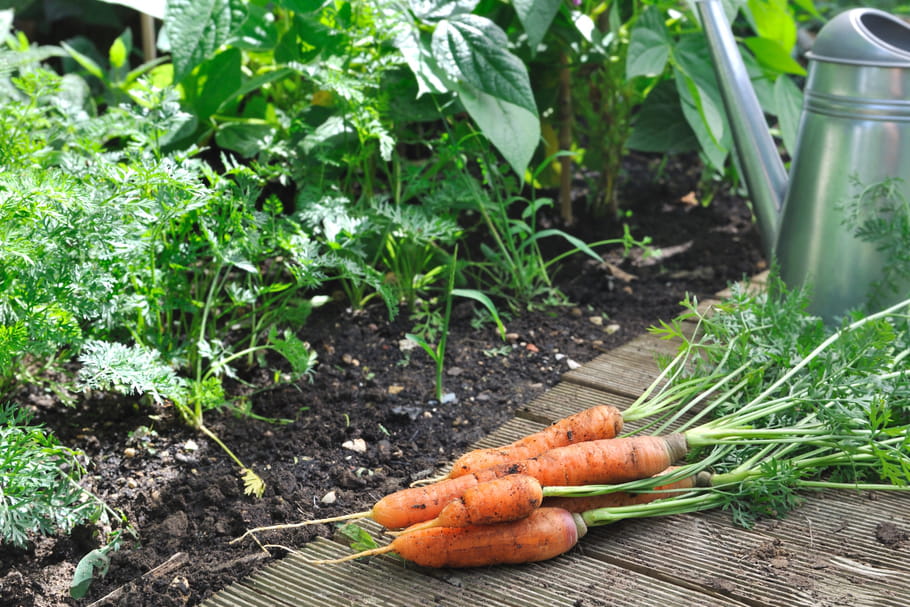 Plantes potagères : guide des végétaux à cultiver au potager