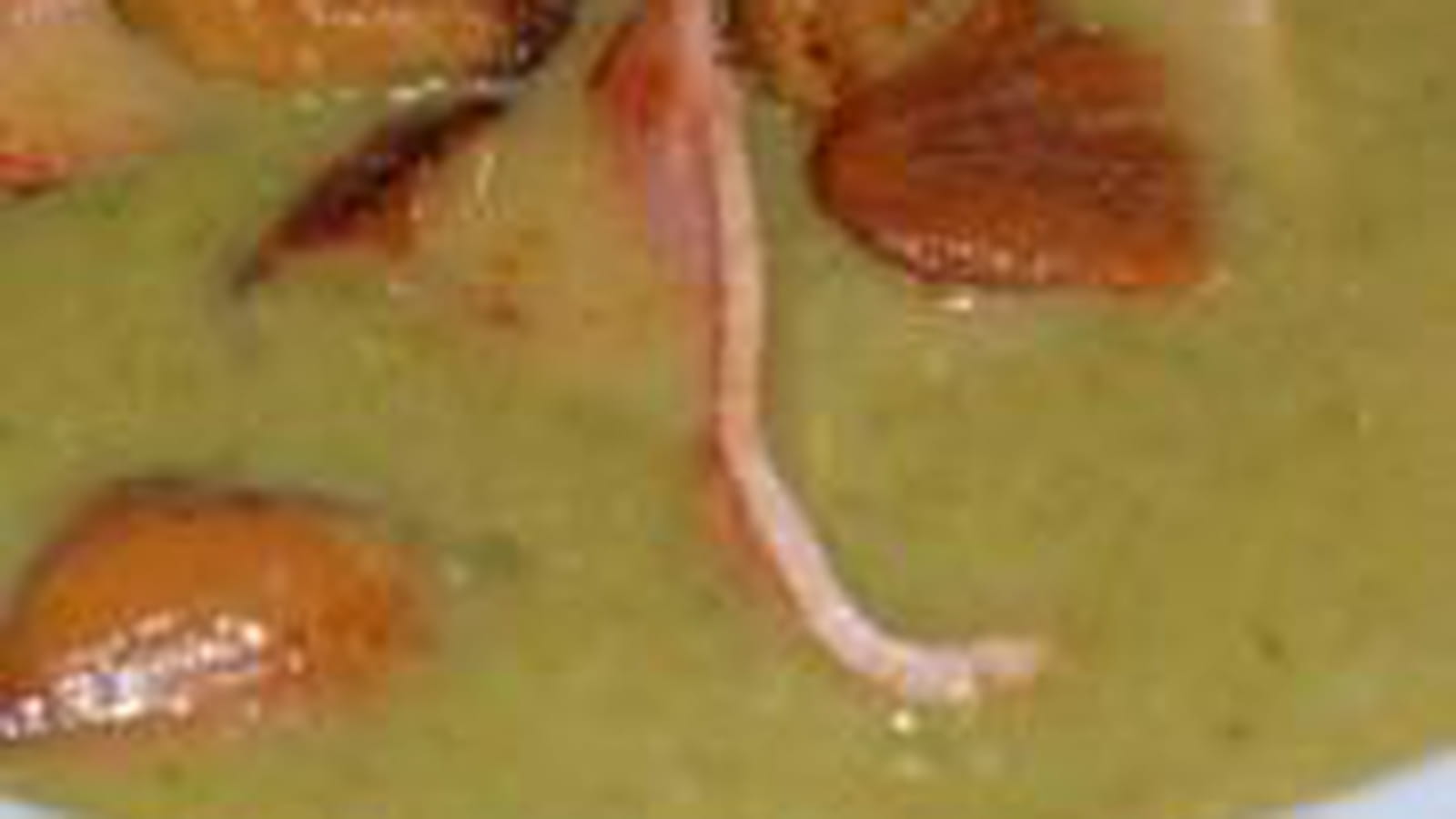 Velouté de laitue aux marrons et jambon