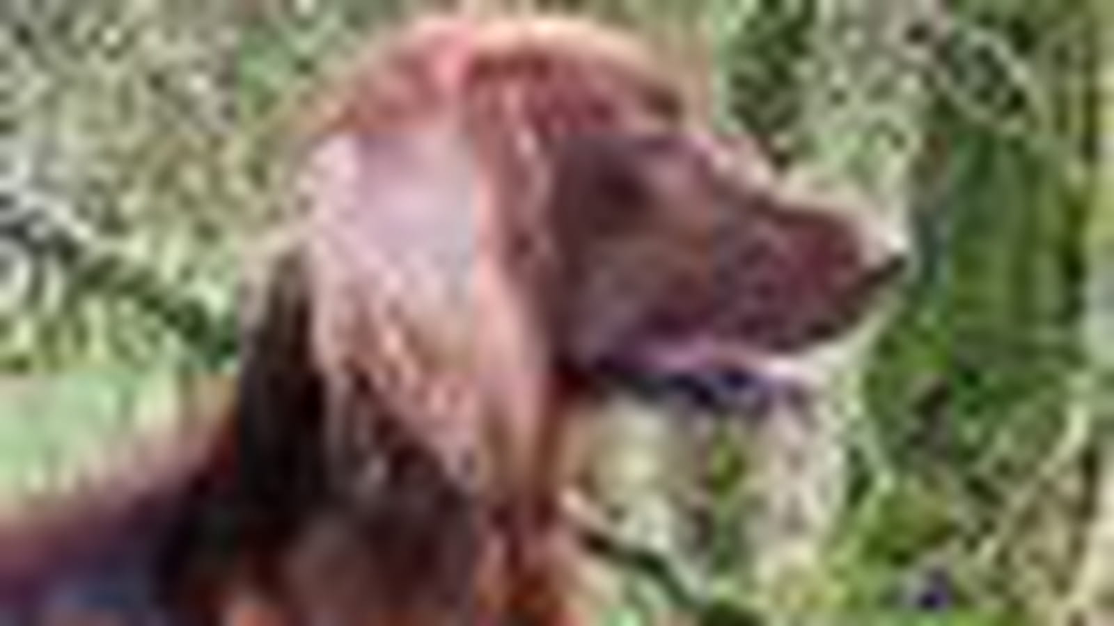 Setter irlandais