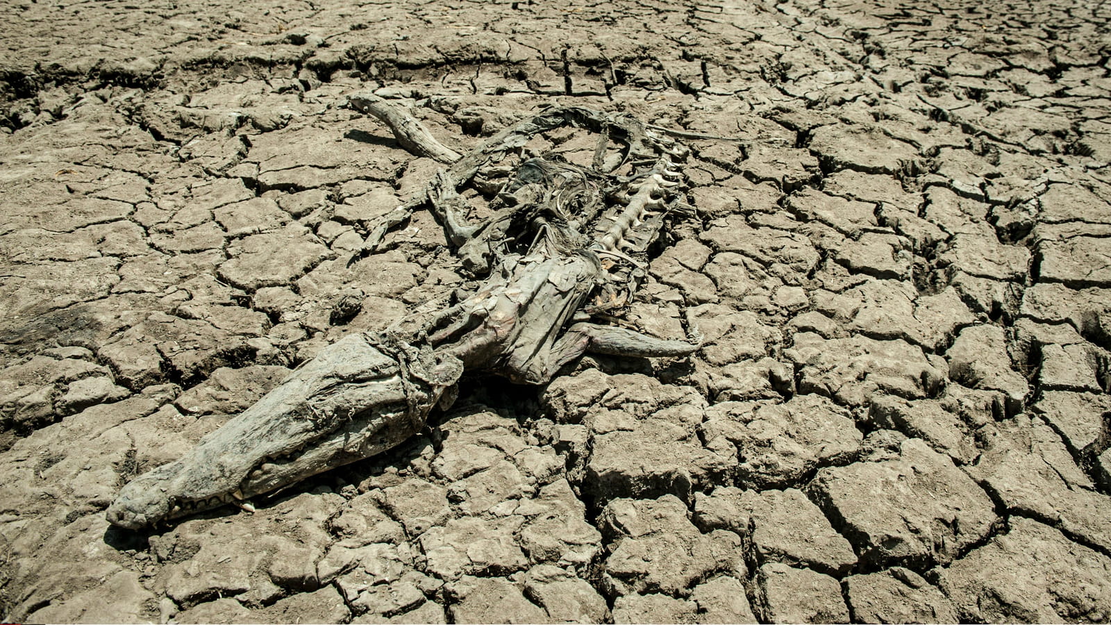 Squelette de crocodile