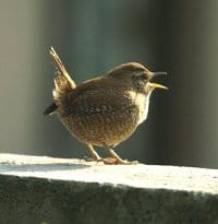 jerome morin photo 4