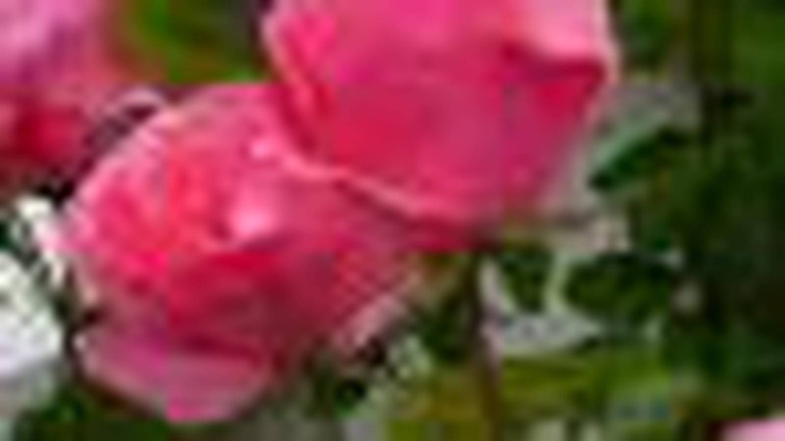 Rosier Queen Elisabeth