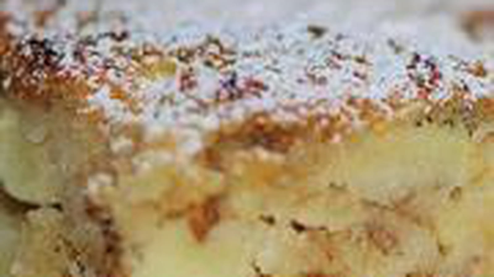 Carrés muesli noix de coco pommes
