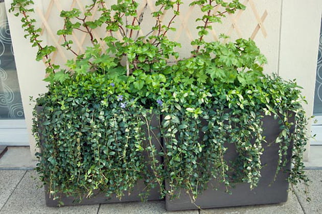 Des plantes tombantes aussi