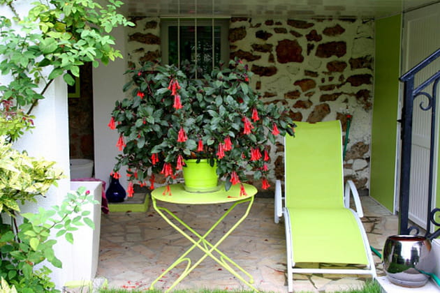 Rouges fleurs de fuchsia