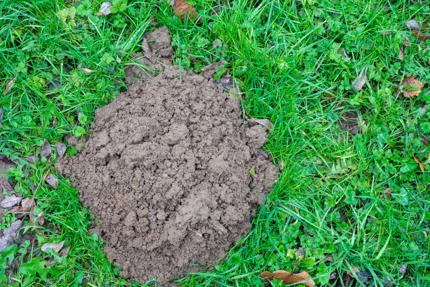 Adieu les taupes qui ruinent le jardin, cette plante agit comme un répulsif