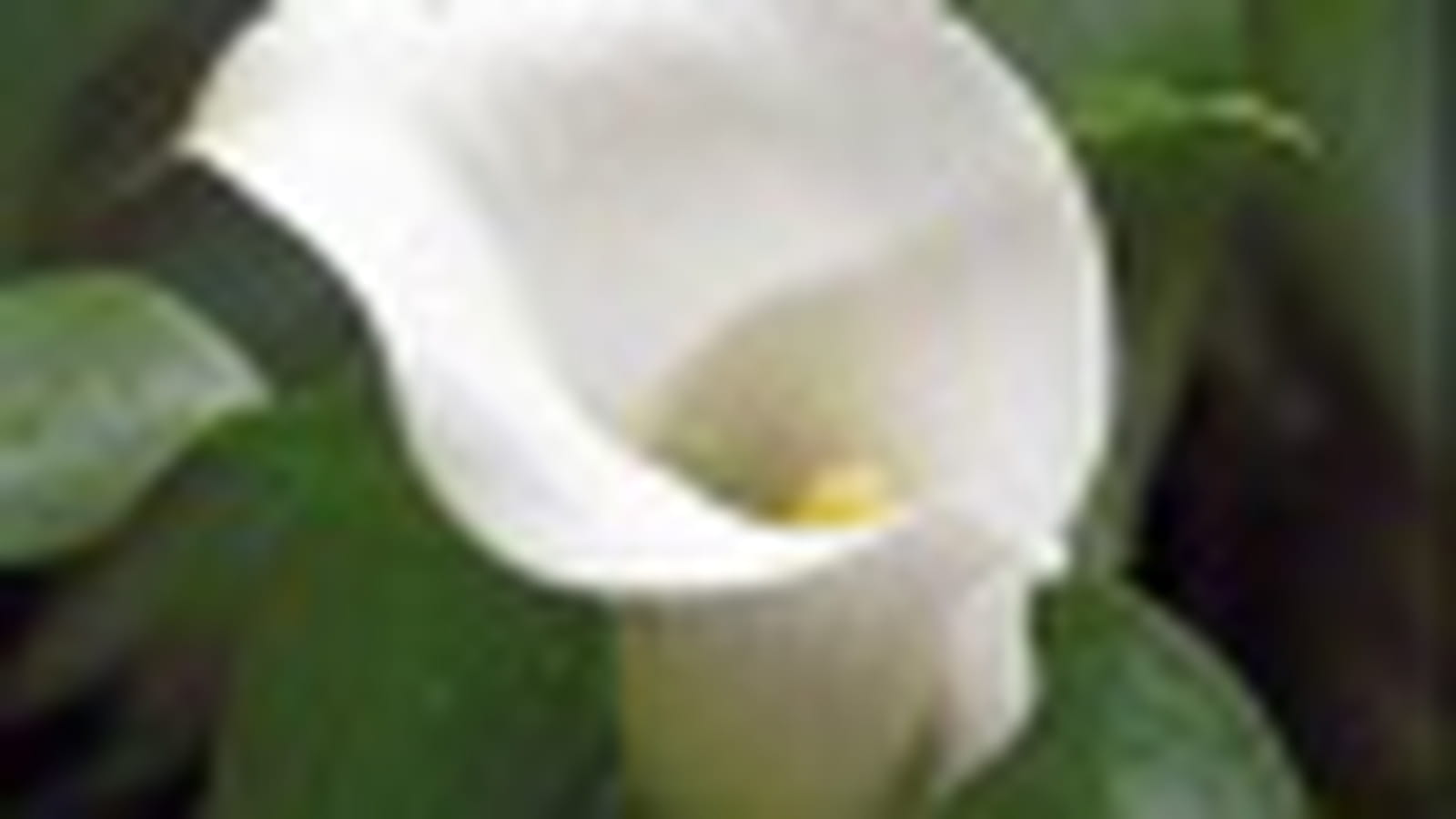 Callas