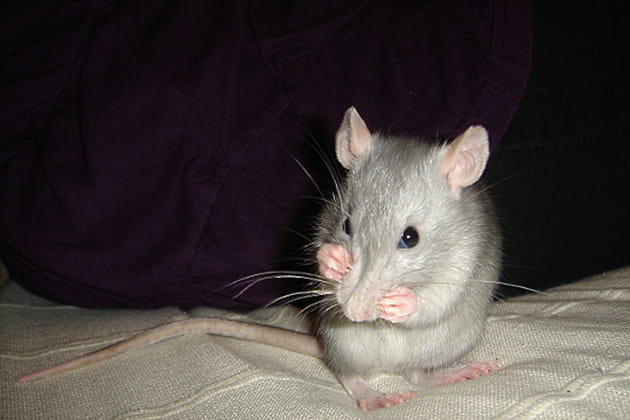 Tafia fait sa timide