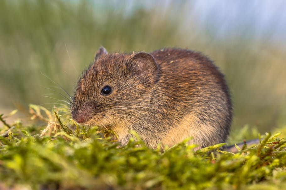 Hantavirus : 16 cas en France, symptômes, transmission