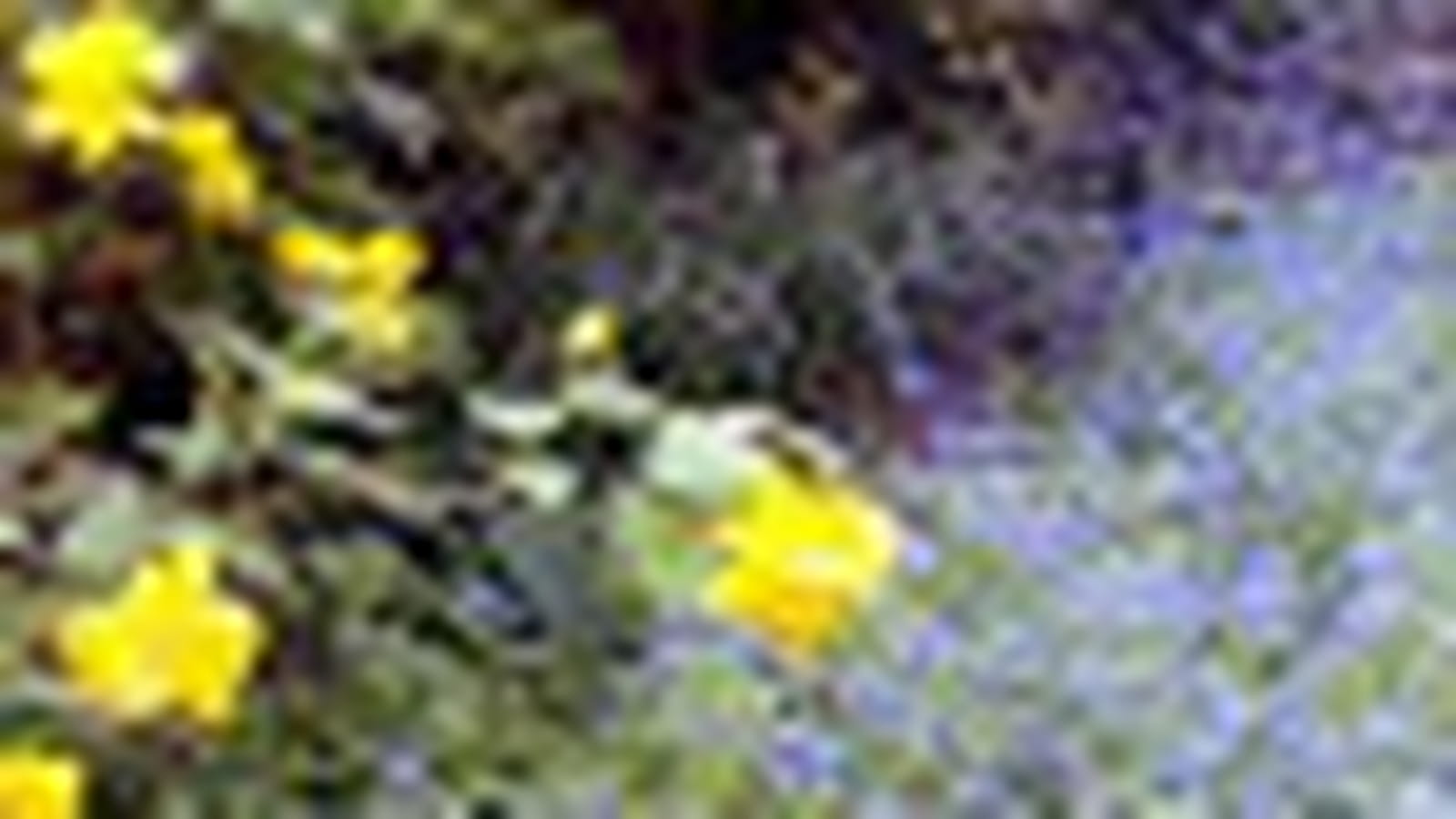 Entre jaune et bleu