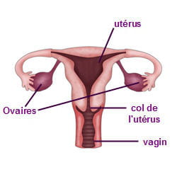 le cancer du col de l'utérus touche majoritairement les femmes entre 45 et 55