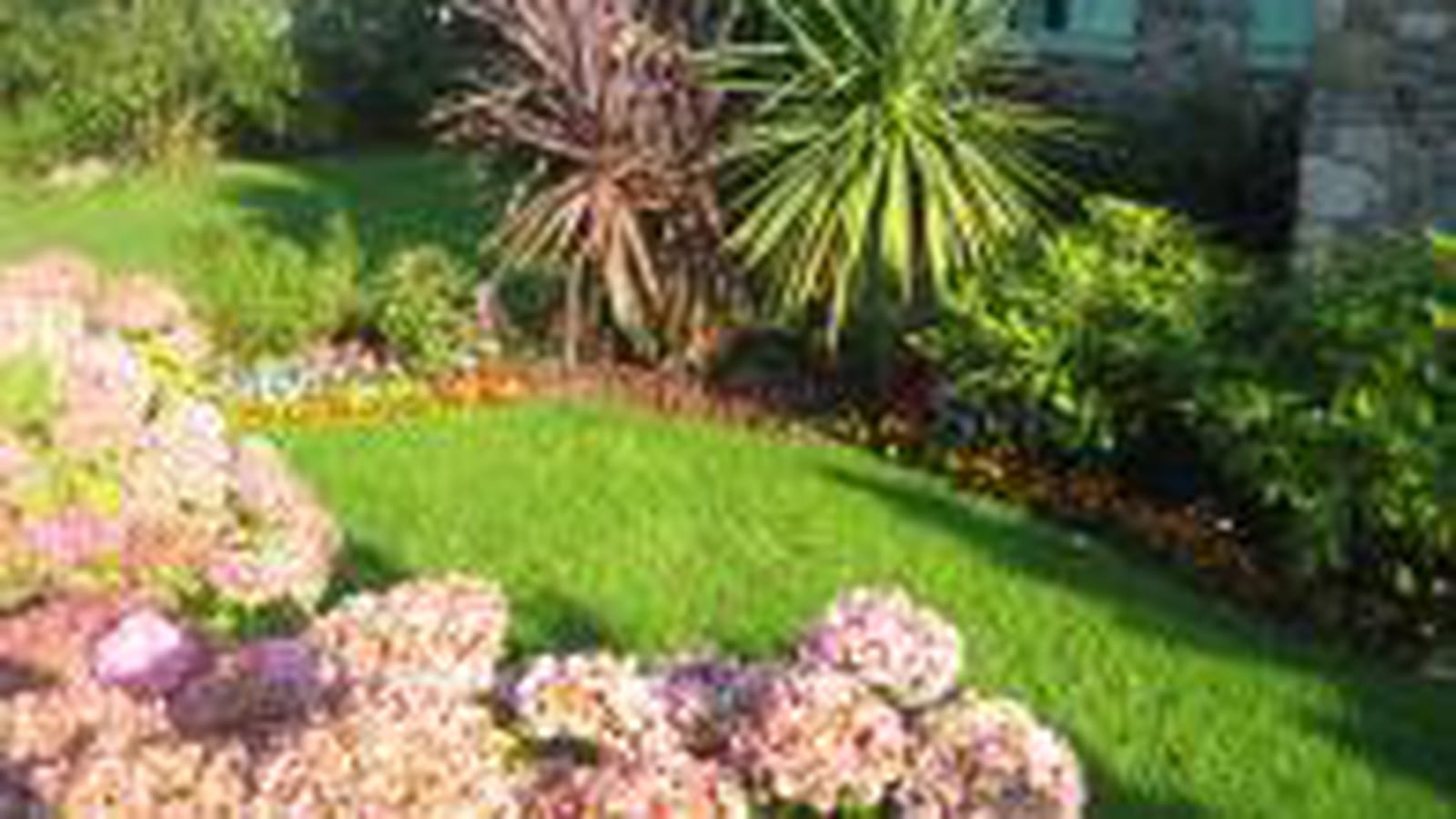 Yucca et hortensias