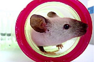 franklin, l'adorable souris siamoise. 