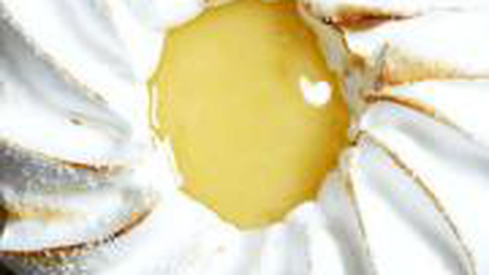 Tartelettes au citron vert meringuées