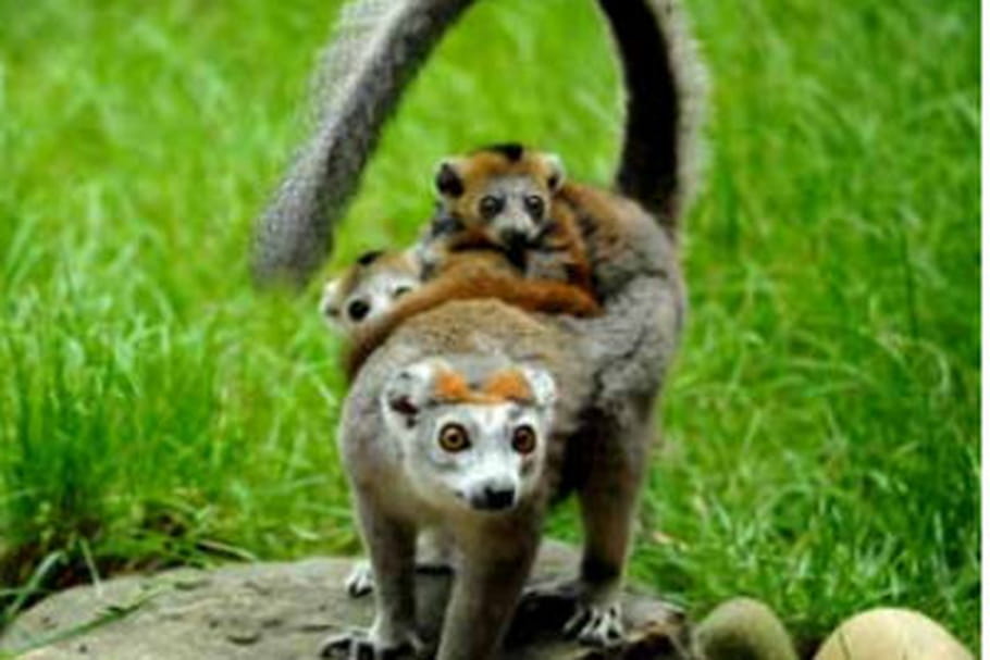 Nouvelles naissances au zoo de Mulhouse