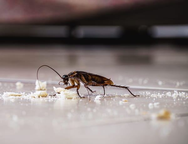 cafard-cuisine