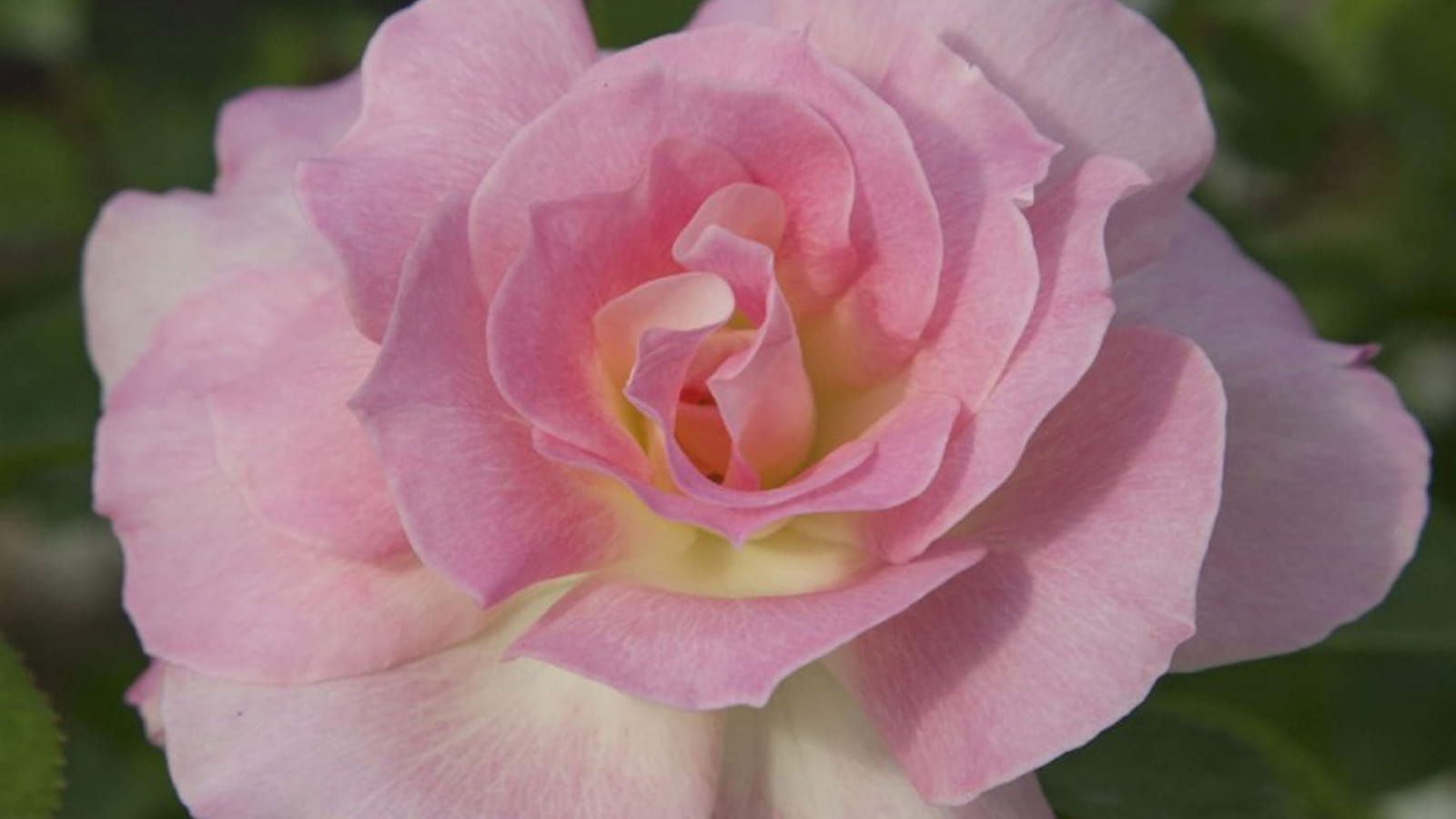 Rose Charles Aznavour