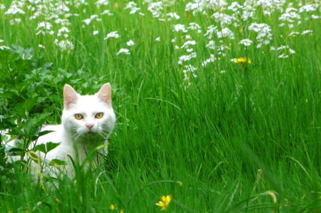 Green grass cat