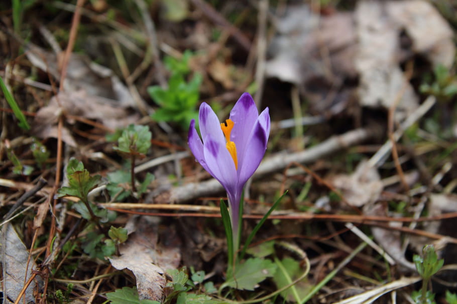 Crocus