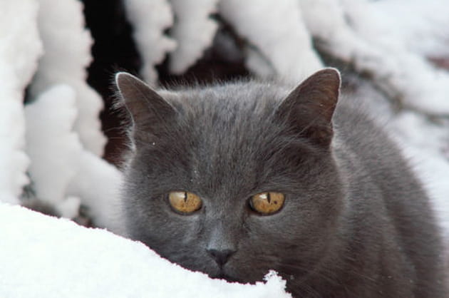 Miquet dans la neige