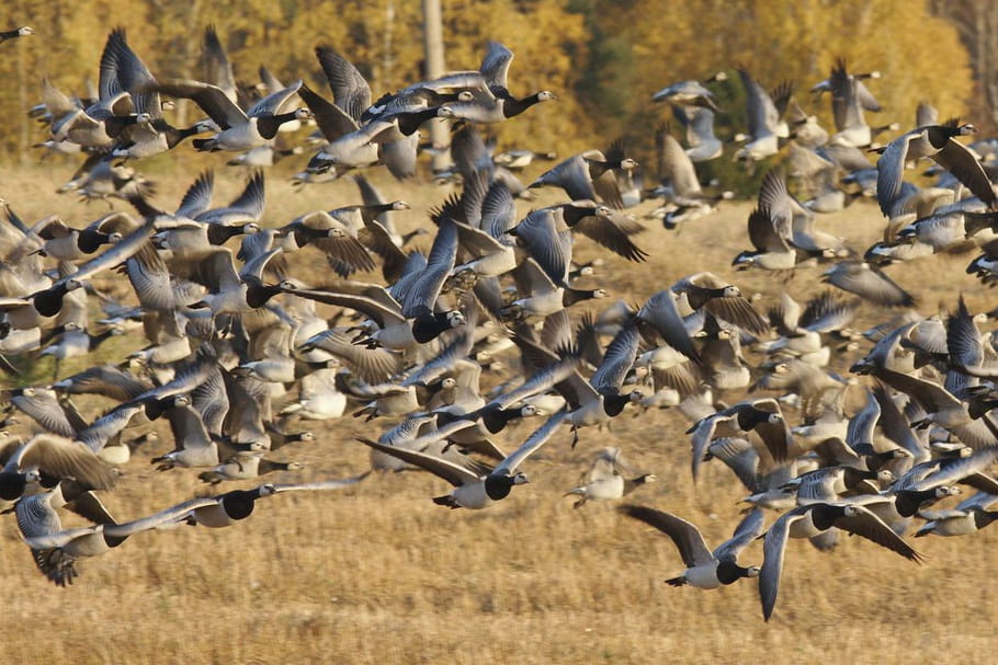Risque élevé de grippe aviaire en France : faut-il s'inquiéter ?