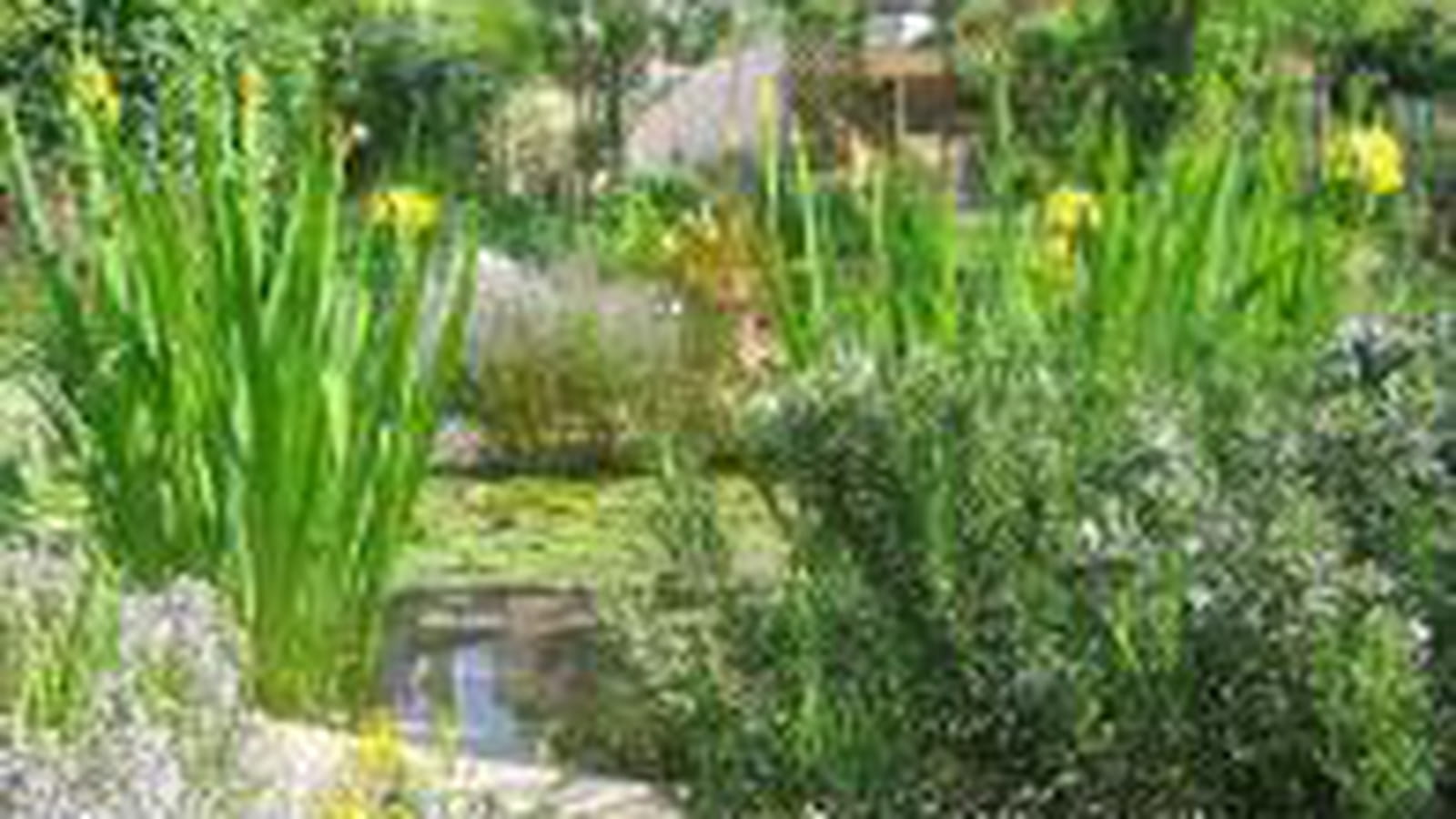 Flore du bassin