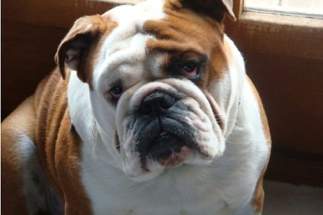 Boubou dans toute sa splendeur