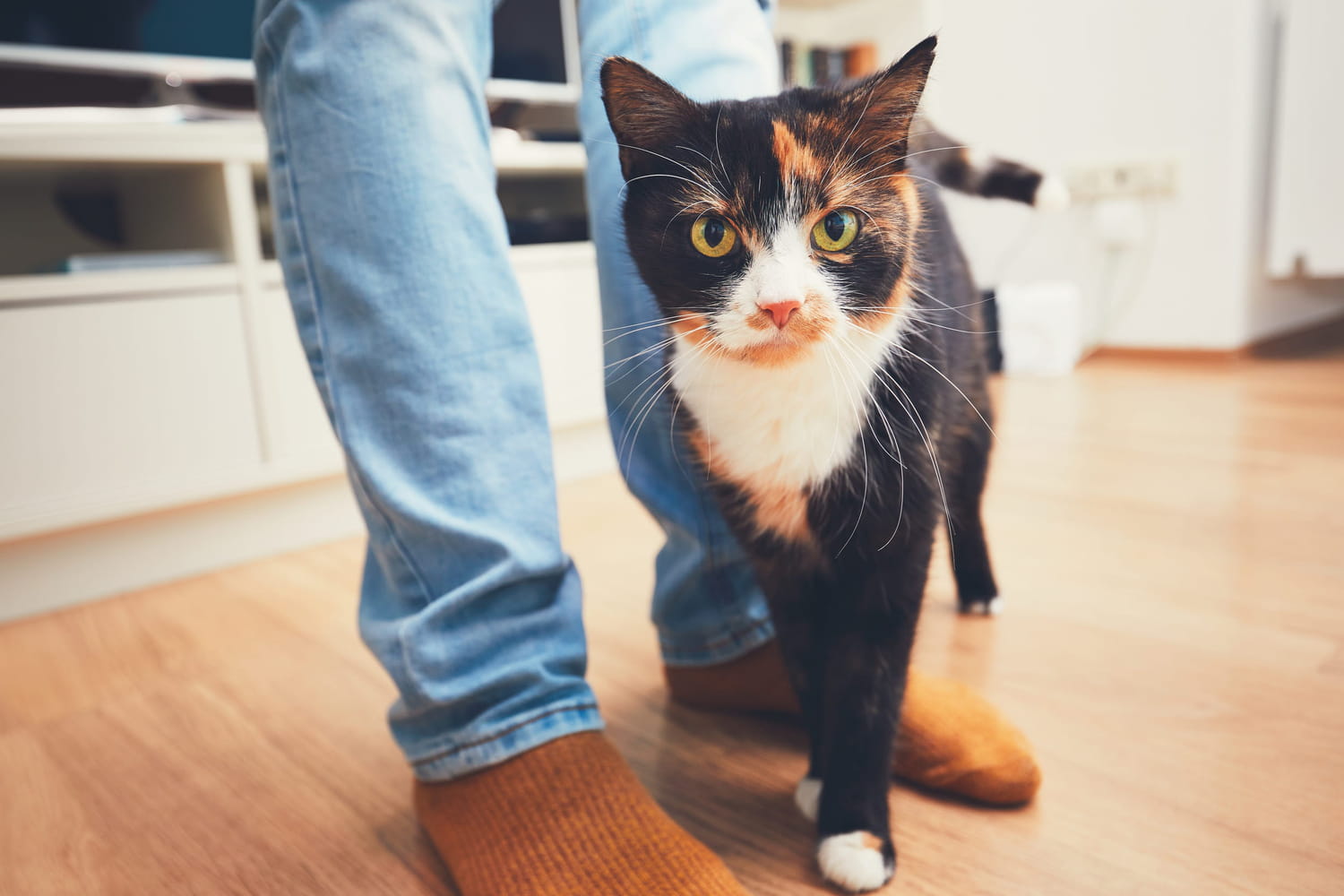 When your cat follows you everywhere, it’s more than just whim