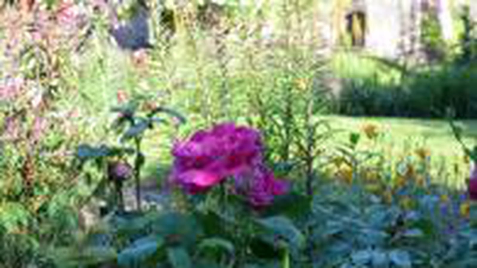 Terrasse des pivoines