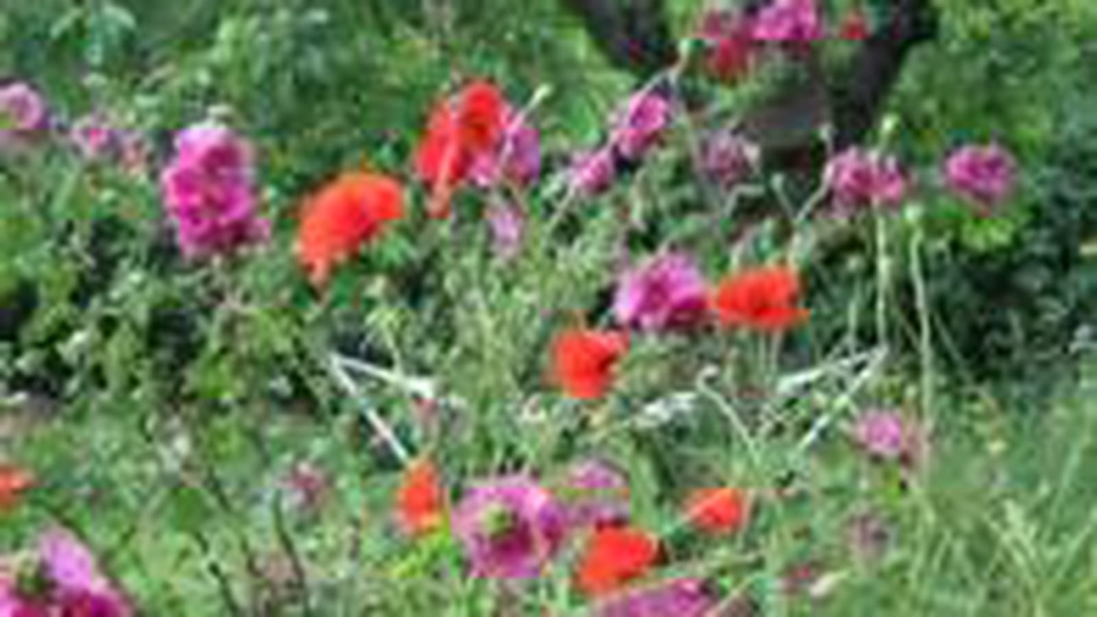 Jachère et fleurs sauvages