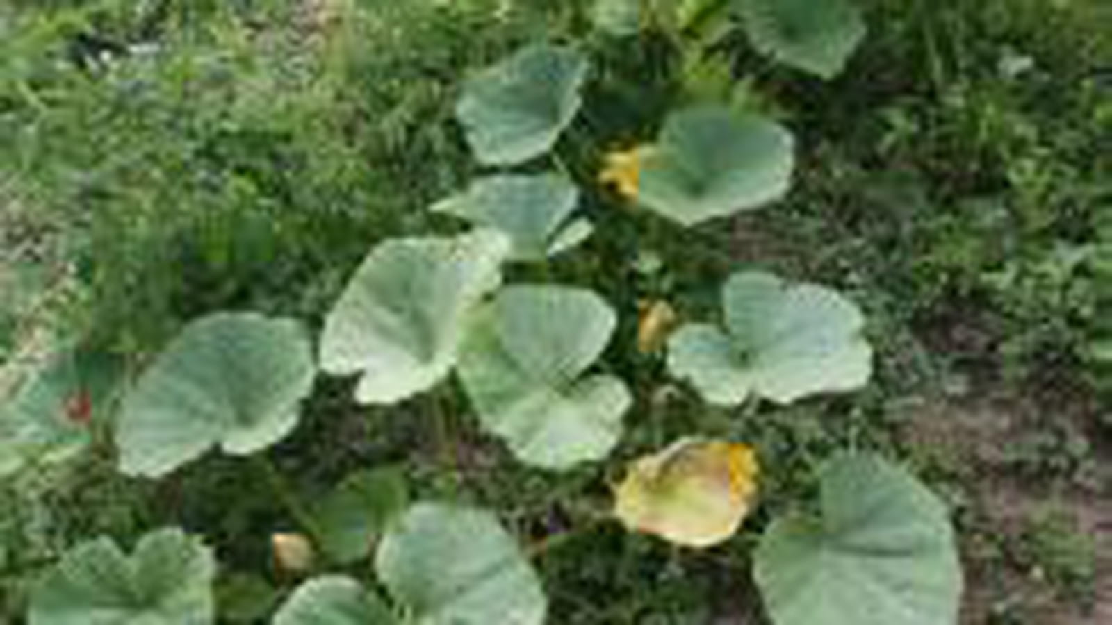 Courge
