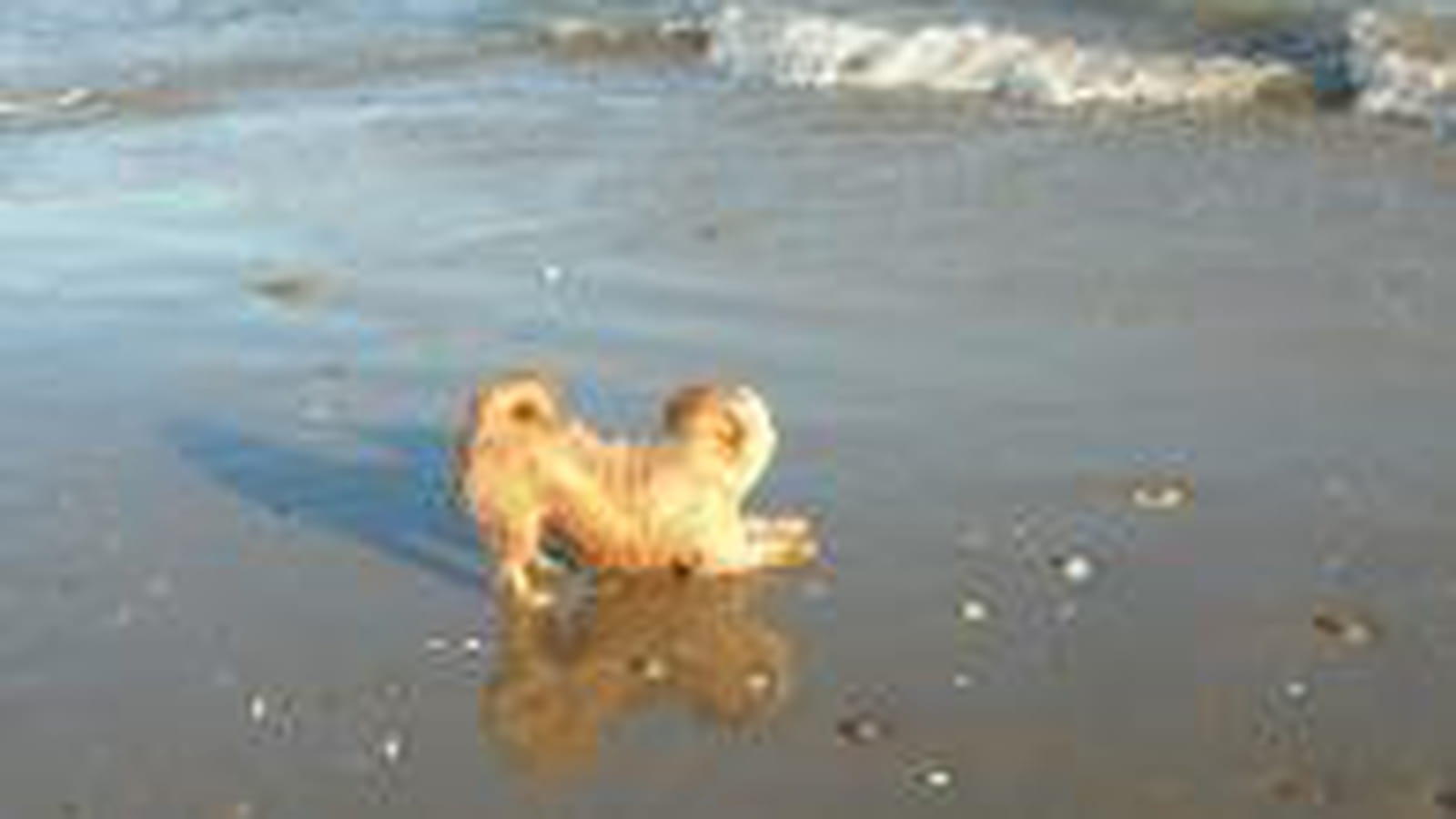 Les vagues
