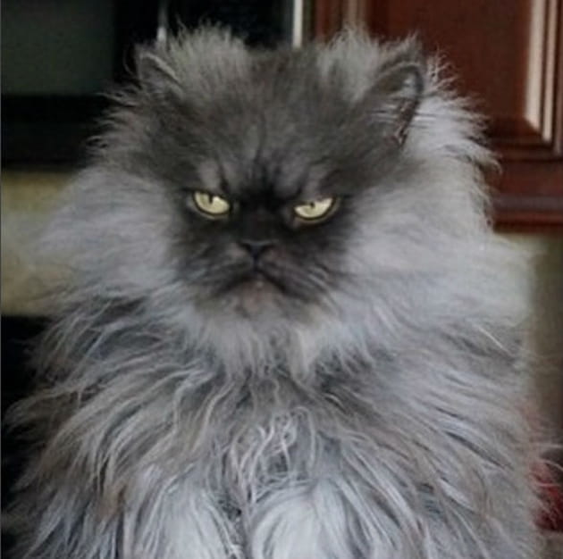 Colonel Meow