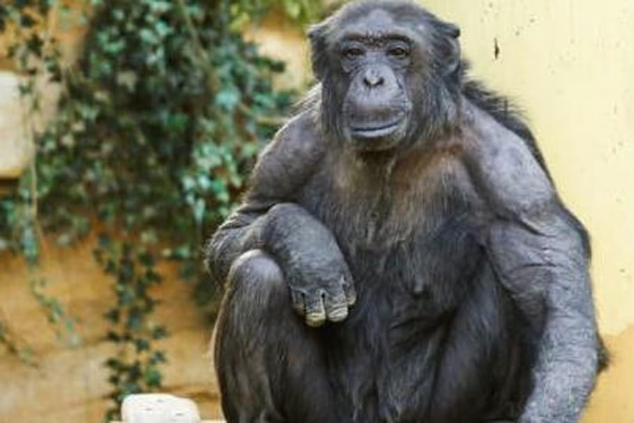 Zoo de la Palmyre : tout savoir sur ce parc zoologique