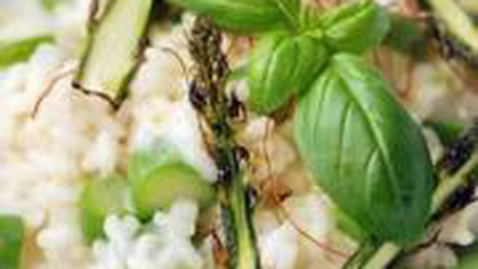 Risotto aux asperges
