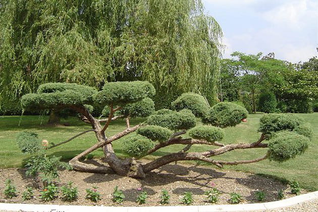 Les branches dans les nuages