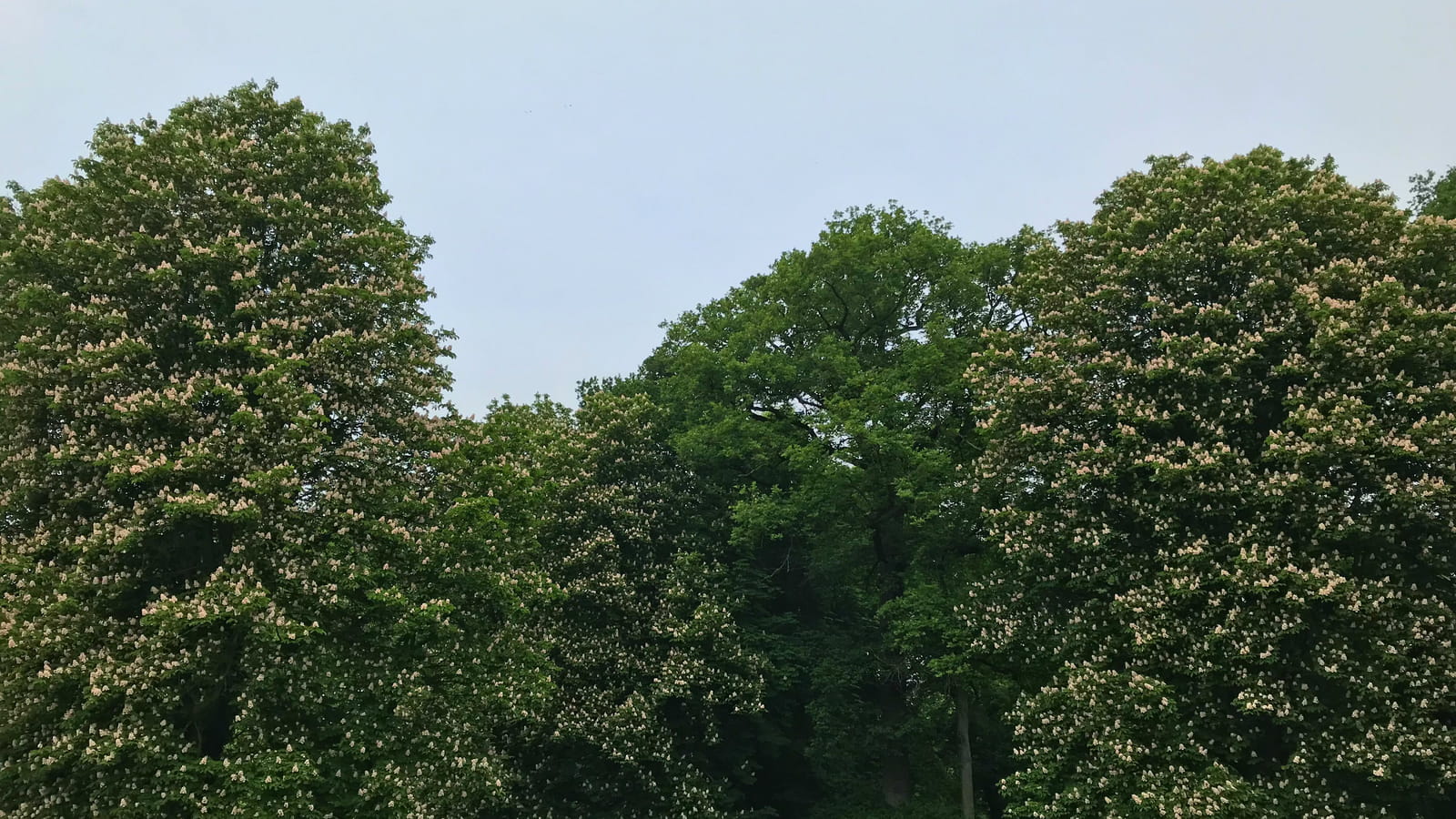 Marronniers en fleurs 
