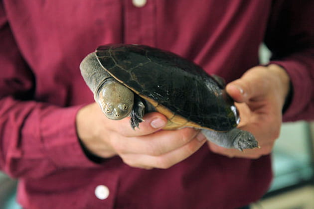Une sant&eacute; d&eacute;licate