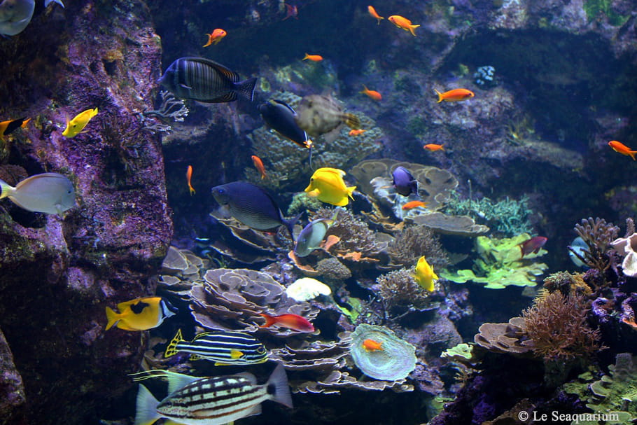 Seaquarium : à la découverte de 200 espèces marines