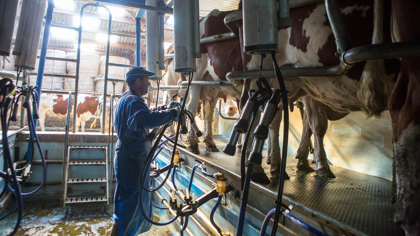 20 litres de lait par jour par vache