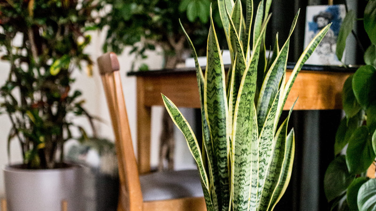 Sansevieria