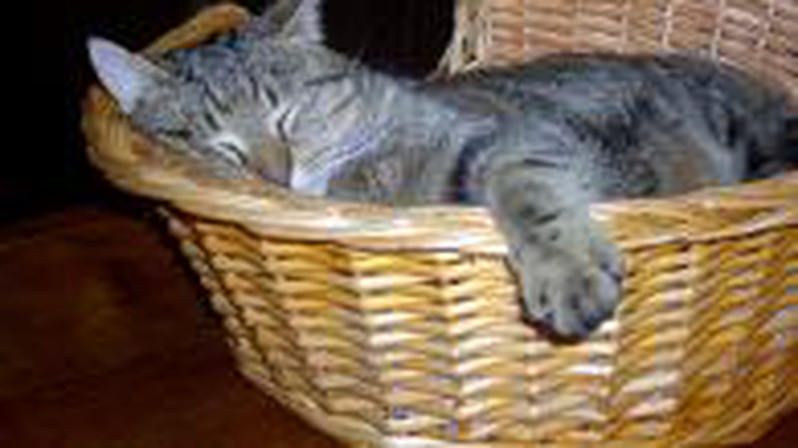César