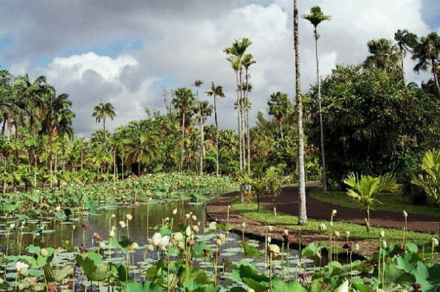 Jardin Pamplemousse, Ile Maurice