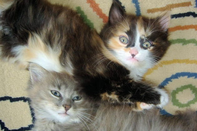 Sieste &agrave; deux