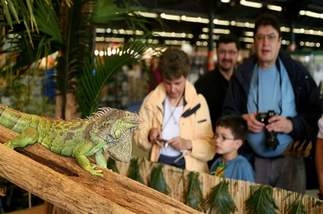 Un iguane face au public